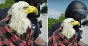 Biker Notices Injured Bald Eagle Stuck On Highway And Acts Quickly To Save Her Life