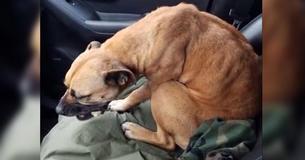 Un chien errant et maigre voit la porte ouverte d'une voiture et saute immédiatement dans le siège avant