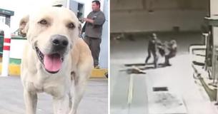Stray Dog Was Adopted By Gas Station, Then Becomes Hero During Armed Robbery - And It Was Caught On CCTV