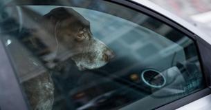 Dierdorf: Hund wird in Auto zurückgelassen und weint um sein Leben – erst ein Passant kann für Hilfe sorgen
