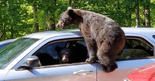Kentucky Local Finds Family Of Bears Chilling In His Car