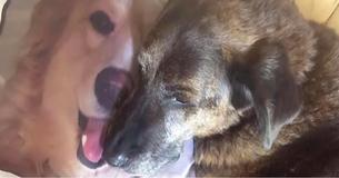 Heartbroken Dog Won't Stop Hugging Pillow Of Friend Who Passed Away