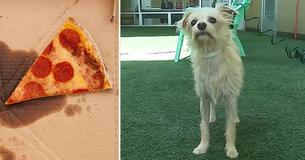 Une chienne égaré volu une part de pizza lors de la pause déjeuner de travailleurs, ce qui les conduit à une famille de chiens affamés