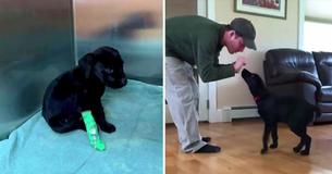 Deaf Man Trains Sign Language Commands With His New Best Friend, A Deaf Puppy