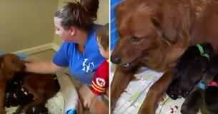 Pregnant Dog Gives Birth To 18 Pups After A Kind Woman Saves Her From Euthanasia