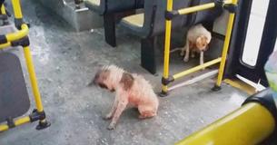 Driver Pulls Over And Allows Two Stray Dogs On His Bus During Stormy Weather