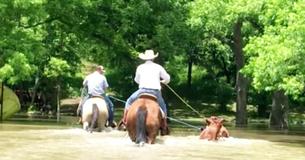 Dozens Of Cowboys Come Together To Rescue Livestock From Oklahoma Floods