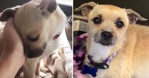Woman Rescues Dog While Traveling, Dog Gives Birth In The Backseat On The Car Ride Home