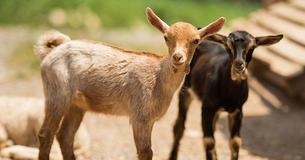 New Study Indicates That Goats Understand When You're Smiling And It Makes Them Happy Too