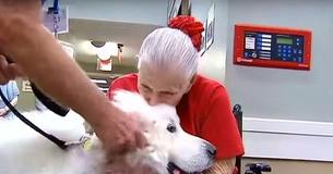 106-Pound Great Pyrenees Is The Resident Gentle Giant For One Texas Nursing Home