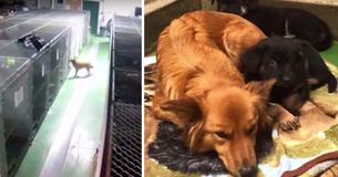 Pet Motel Footage Shows Dog Sneaking Out Of Her Kennel To Comfort Two Crying Foster Puppies
