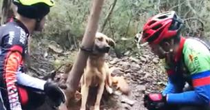Emaciated Dog Found Tied To A Tree In The Forest, Left Alone To Starve