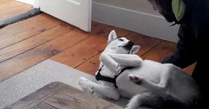 Husky Knows That It's Time To Go Into His Crate, Throws A Hilarious Tantrum
