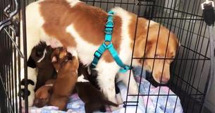 2 Pilots Fly Over 1500 Miles To Save More Than 20 Dogs At Kill Shelter With Only Hours Left To Live