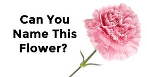 Fewer Than 5% Of Women Can Name the 20 most common flowers