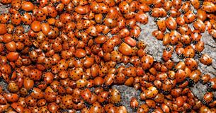 A Swarm Of Ladybugs Was So Big It Appeared On The Weather Radar As A Rain Cloud