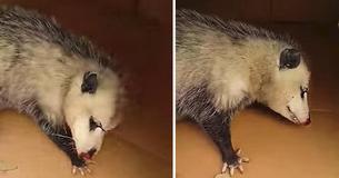 Une opossum enceinte ne cesse de s'accrocher aux personnes qui ont sauvé ses bébés