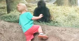 Un enfant approche bébé gorille. Alors que les deux s'approchent de plus en plus, les parents n'ont pas pu s'empêcher de rire