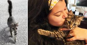 Stray Kitten Approaches Dog Walker And Won't Stop Meowing Until She Takes Her Home