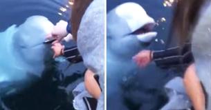 Kind Beluga Whale Brings Back Woman's Phone After She drops It Into The Sea