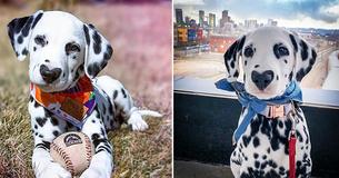 Internet Falls Head Over Heels For This Dalmatian With A Heart-Shaped Nose