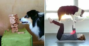 The Internet Is Obsessed With A Dog That Plays Jenga And Does Literally Everything Better Than Humans