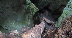 Local Hiker Rescues Dog That Was Trapped At The Bottom Of A Cave In The Woods For 3 Weeks