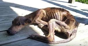 Photographer Stops For Picnic And Finds Undernourished Puppy Abandoned On Tiny Island
