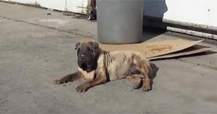 Reddingswerkers vinden gezwollen, oude hond - harteloze eigenaar beweert dat ze "die oude hond toch niet wil"