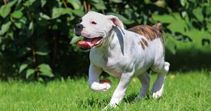 Bulldogge übernimmt psychologische Arbeit bei Gericht: Bongo nimmt Kindern die Angst bei ihrer Aussage