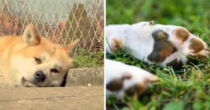 Dog Dies After Routine Walk, Now Animal Rights Group Is Warning Others About The Signs Of Heat Stroke