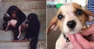 Dying Puppy Rescued From Side Of The Road Makes Astonishing Recovery At Chimpanzee Sanctuary
