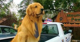 A Town In California Has A Golden Retriever For A Mayor And You Can Request A Meeting With Him