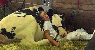 Adorable Cow And Teen Photographed Taking A Mutual Nap After Cattle Show