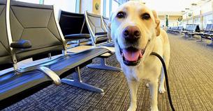 If You're Approached By A Service Dog Without Their Owner, They Need Your Help – This Is What You Should Do