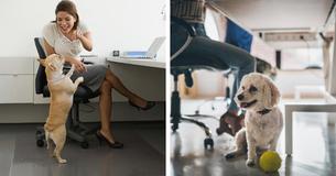 Having Pets In the Office Can Improve Atmosphere And Reduce Stress, According To Study