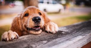 Blinder Hund erhält Unterstützung von Welpen, der ihm hilft sich zu orientieren