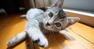 Why Do Americans Still Declaw Their Cats?