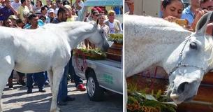 Heartbreaking Footage Shows Horse Laying Head On Former Owner's Coffin To Say His Last Goodbye At The Funeral
