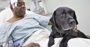 Guide Dog Saves His Blind Owner's Life After Falling Onto Subway Tracks