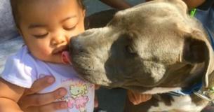 Pit Bull Alerts Family To House Fire And Drags Baby To Safety