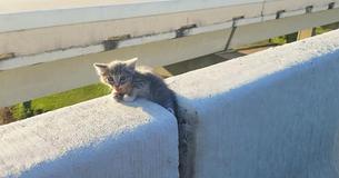 Teeny Kitten Stuck Between Concrete Blocks On Busy Highway Rescued By Passerby