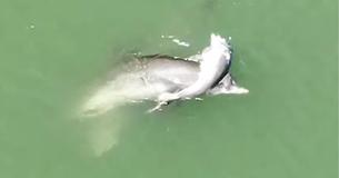 Grieving Dolphin Mother Who Wouldn't Let Go Of Her Dead Calf Breaks Everyone's Hearts
