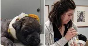 Beaten and Burned Puppy Found Tied In Plastic Bag Rescued From Dumpster