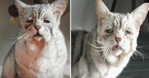 Cat With Rare Skin Condition Is Thrilled When Someone Adopts Him And His Buddy