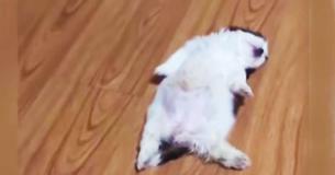 This Puppy Went Viral For Sleeping Like She’s Been “Switched Off”