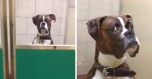 Cão abandonado tem reação histérica quando donos vão buscá-lo no canil depois das férias