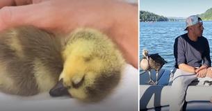 Kind Man Saves Injured Baby Goose, And Now She Won't Leave His Side