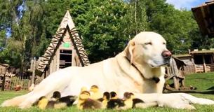 Adorable Dog Finds Abandoned Ducklings And Decides To Be Their New Dad