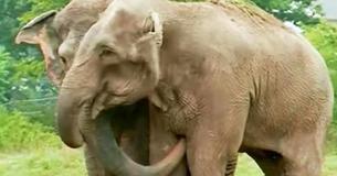 Rescued Circus Elephants Reunite After 22 Years And The Heartwarming Moment Is Caught On Film